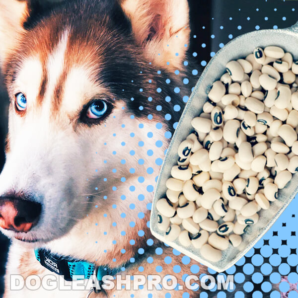 Can Dogs Eat Black Eyed Peas? - Factboyz.com