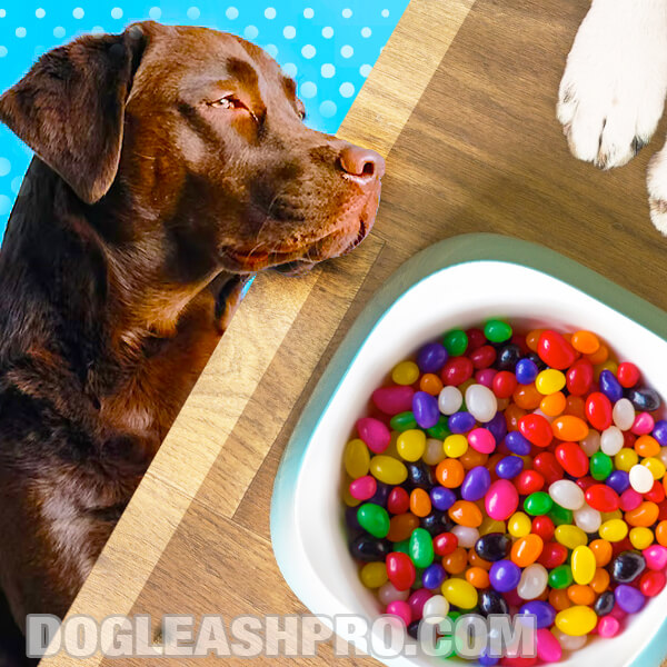 Can Dogs Eat Jelly Beans? - Factboyz.com
