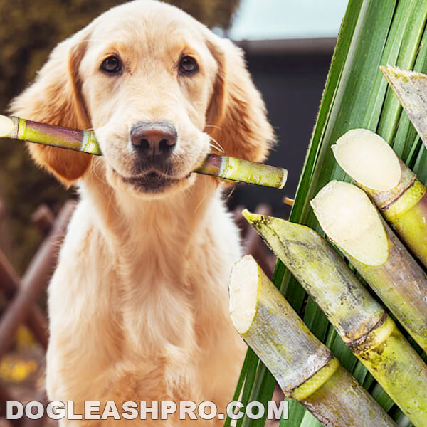 Can Dogs Eat Sugar Cane?