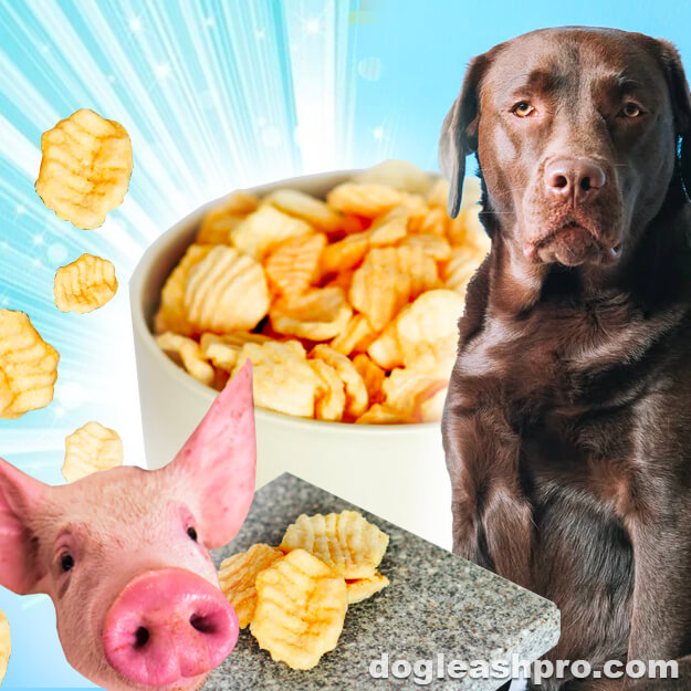 can-dogs-eat-pork-rinds-chicharrones-crackling-pork-skins